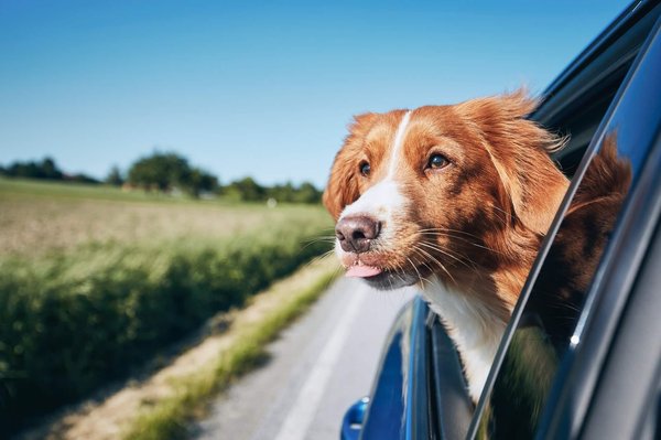 Voyager avec votre chien : conseils pour des vacances sans stress