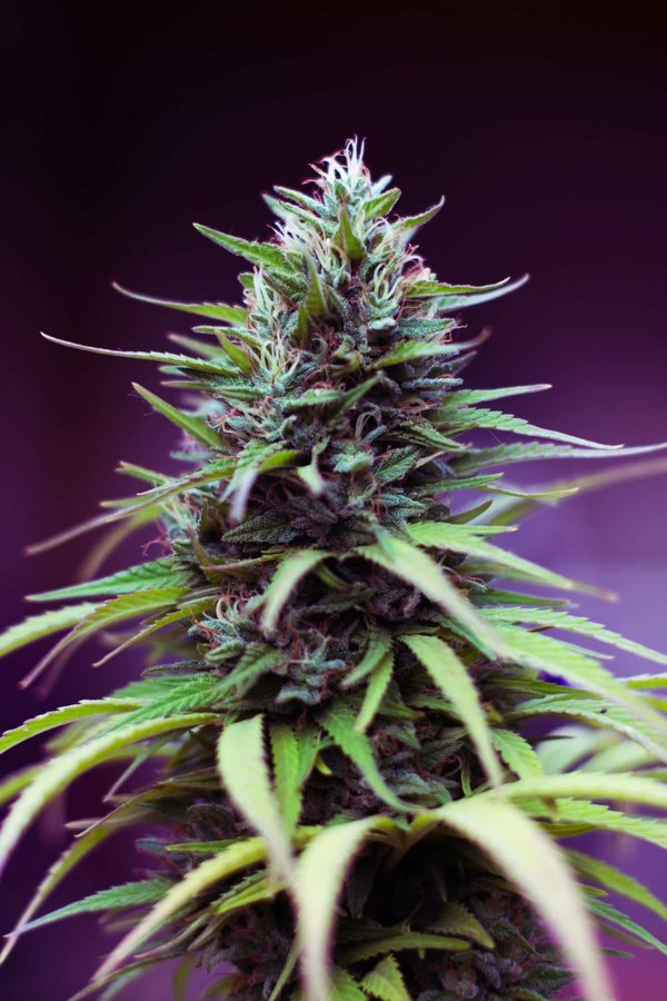 Grossiste de fleur de chanvre : qualité, variété et succès commercial