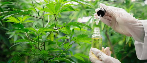 Cbd et bien-être : quels sont les effets sur le plan physique ?